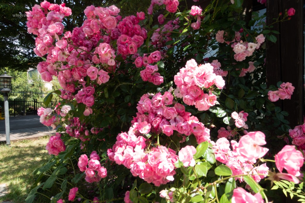 Seoulcation Day 2 –&nbsp;Paju